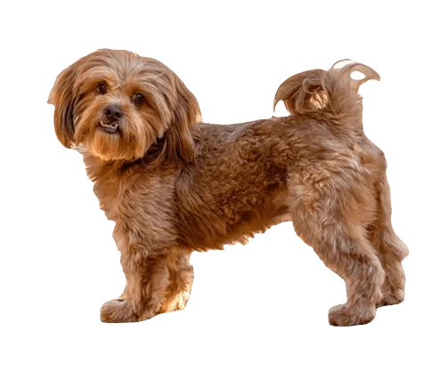 Shih Poo Dog breed information in all topics