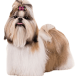 Shih Tzu Dog breed information in all topics