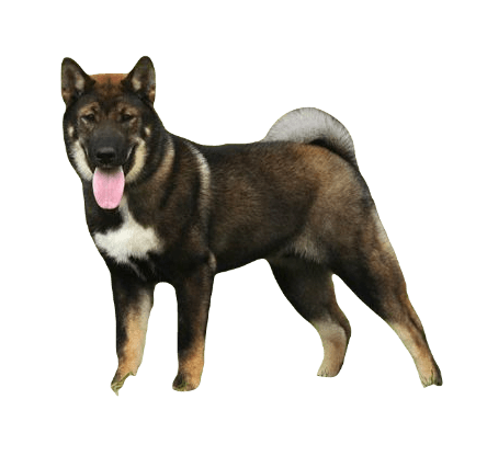 Shikoku Dog breed information in all topics