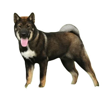 Shikoku Dog breed information in all topics