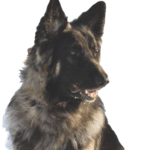 Shiloh Shepherd Dog breed information in all topics