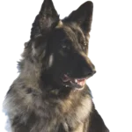 Shiloh Shepherd Dog breed information in all topics