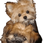 Shiranian Dog breed information in all topics