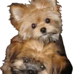 Shiranian Dog breed information in all topics