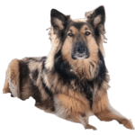 Shollie Dog breed information in all topics