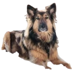 Shollie Dog breed information in all topics