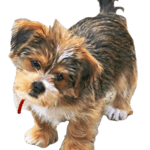Shorkie Dog breed information in all topics