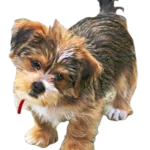Shorkie Dog breed information in all topics