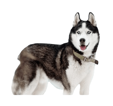 Siberian Husky Dog breed information in all topics