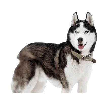 Siberian Husky Dog breed information in all topics