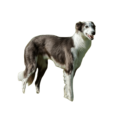 Silken Windhound Dog breed information in all topics