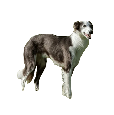 Silken Windhound Dog breed information in all topics