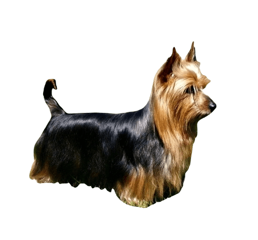 Silky Terrier Dog breed information in all topics
