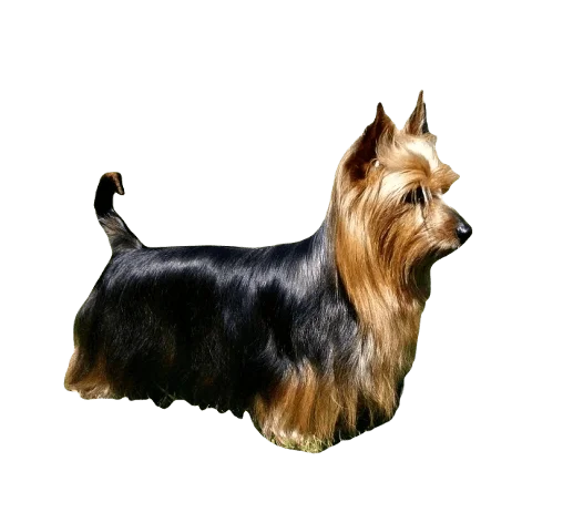 Silky Terrier Dog breed information in all topics