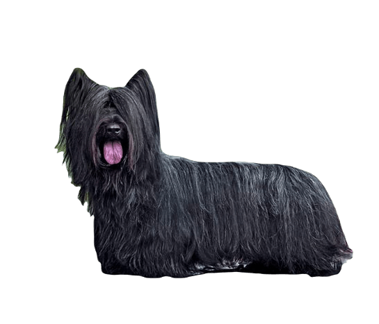 Skye Terrier Dog breed information in all topics