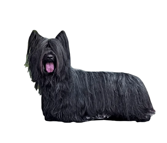 Skye Terrier Dog breed information in all topics