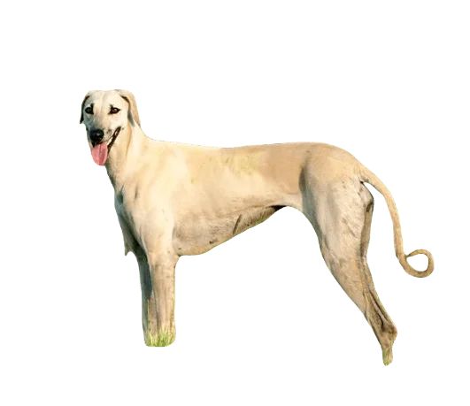 Sloughi Dog breed information in all topics