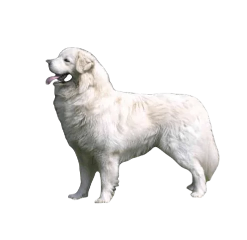 Slovensky Cuvac Dog breed information in all topics