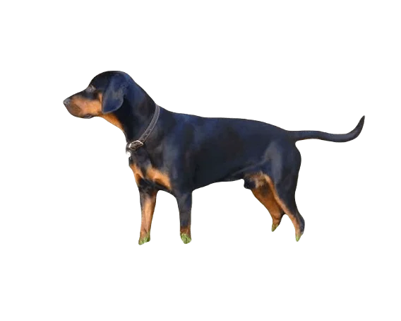 Slovensky Kopov Dog breed information in all topics