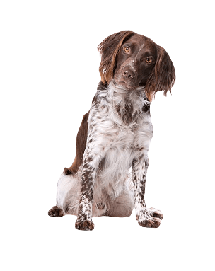 Small Munsterlander Pointer Dog breed information in all topics