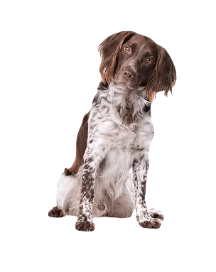 Small Munsterlander Pointer Dog breed information in all topics