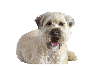 Soft Coated Wheaten Terrier Dog breed information in all topics