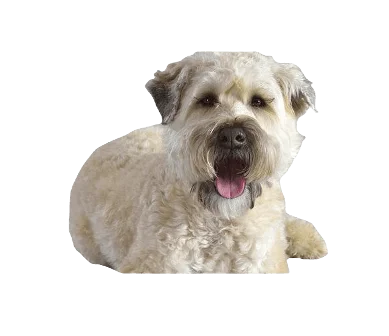 Soft Coated Wheaten Terrier Dog breed information in all topics