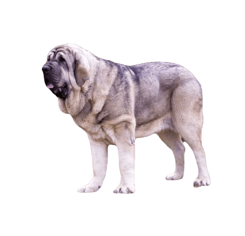 Spanish Mastiff Dog breed information in all topics