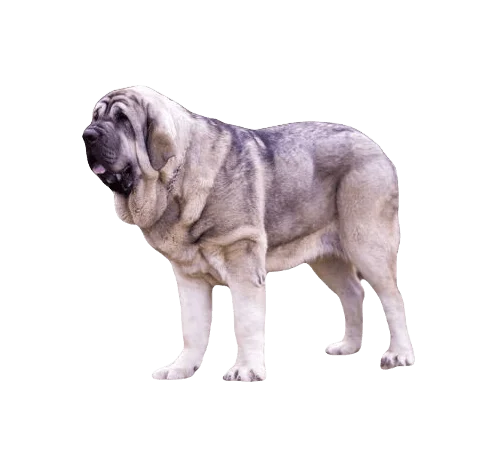 Spanish Mastiff Dog breed information in all topics