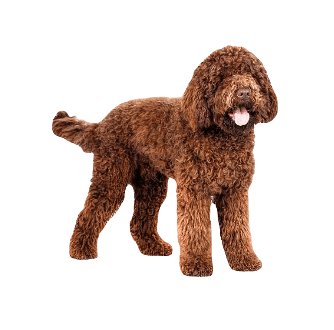 Spanish Water Dog breed information in all topics