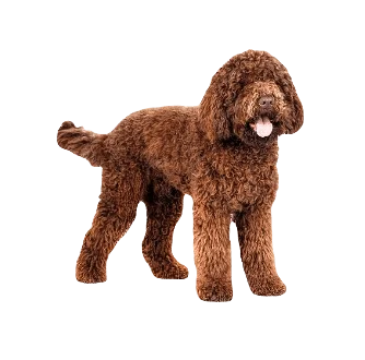 Spanish Water Dog breed information in all topics
