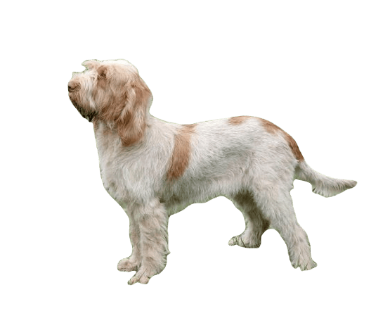 Spinone Italiano Dog breed information in all topics