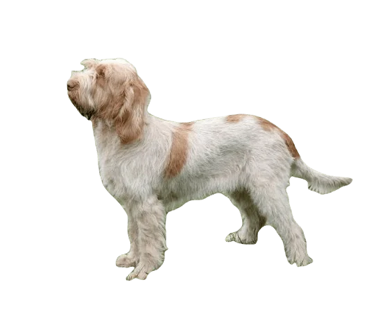 Spinone Italiano Dog breed information in all topics