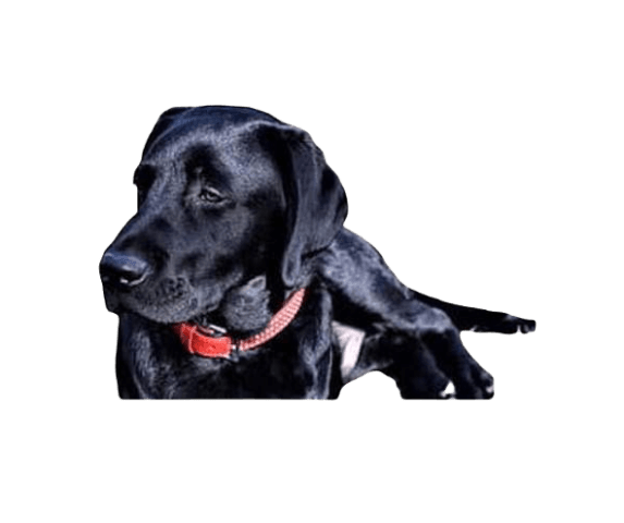 Springador Dog breed information in all topics