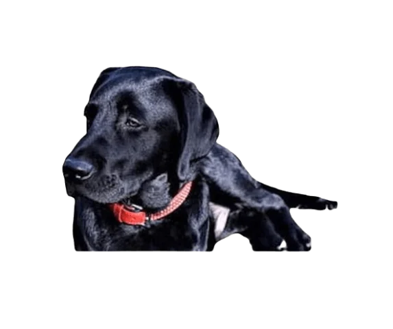 Springador Dog breed information in all topics