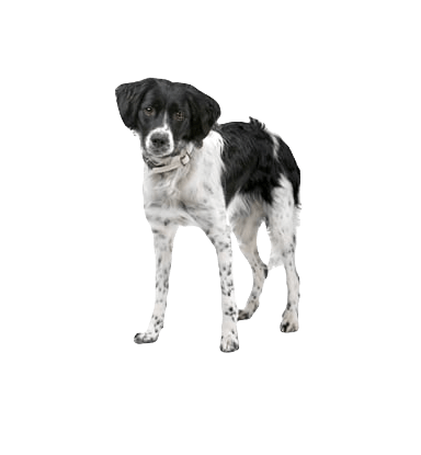 Stabyhoun Dog breed information in all topics