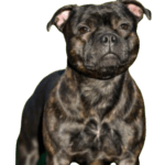Staffordshire Bull Terrier Dog breed information in all topics