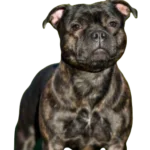 Staffordshire Bull Terrier Dog breed information in all topics