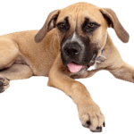 Staffy Bull Bullmastiff Dog breed information in all topics