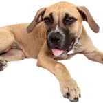 Staffy Bull Bullmastiff Dog breed information in all topics