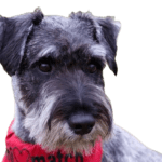 Standard Schnauzer Dog breed information in all topics