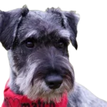 Standard Schnauzer Dog breed information in all topics