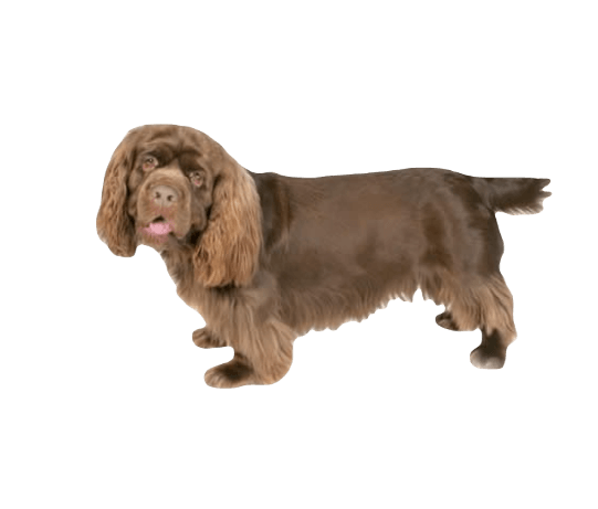 Sussex Spaniel Dog breed information in all topics