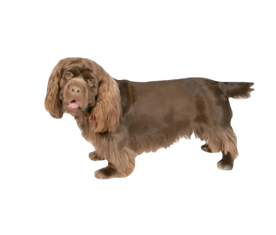 Sussex Spaniel Dog breed information in all topics