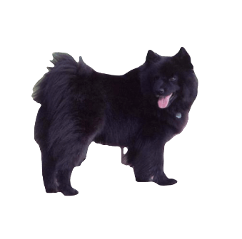 Swedish Lapphund Dog breed information in all topics