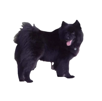Swedish Lapphund Dog breed information in all topics