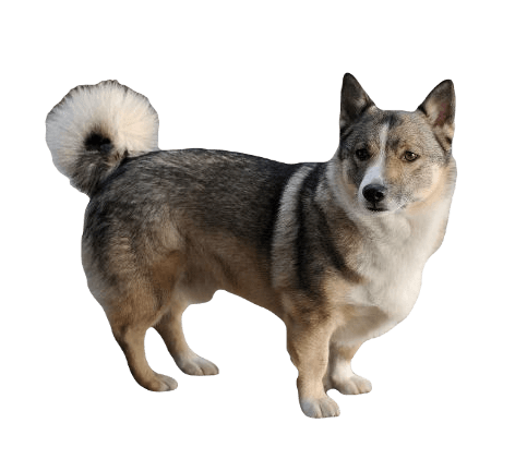 Swedish Vallhund Dog breed information in all topics
