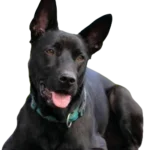 Taiwan Dog breed information in all topics