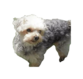 Terripoo Dog breed information in all topics