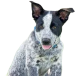 Texas Heeler Dog breed information in all topics